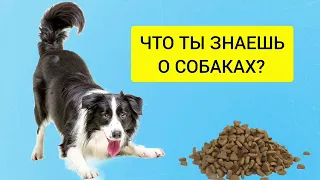 Факты о собаках | Проверь свои знания о них