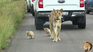 Hungry Lioness Force Newborn Lion Cubs Through Traffic