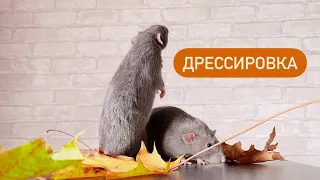 Новые гамаки для крыс | Как дрессировать крыс 🐀
