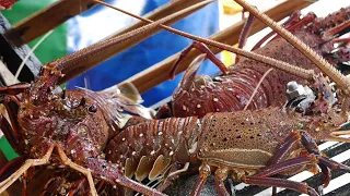 Amazing Skills to Trap Giant Lobsters and Crabs At Sea - Catch Many Big Lobsters On The Boat