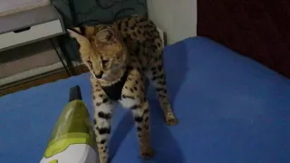 FUNNY! Legolas the SERVAL cat meeting the VACUUM CLEANER 🙃🙃🙃