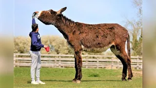 Top 10 Tallest Domesticated Animals in the World