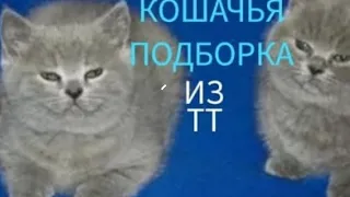 смешные подборки котиков из тик тока 2 часть. 2023