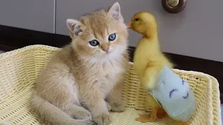 The duckling can finally sleep with the kitten!  the process is tough