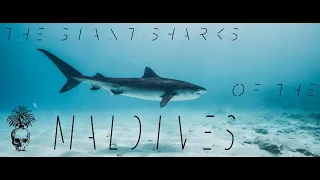 The Giant Sharks Of Fuvahmulah, Maldives