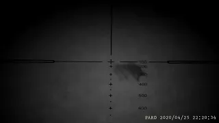 Night vision foxing with pard 007 and 223 part 2