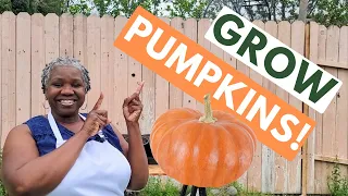 How to Grow Pumpkins in a Grow Bag: Start a Pumpkin Patch In Time for Fall!