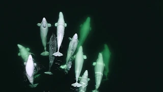 A Narwhal in the St. Lawrence River