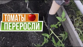 Как сажать переросшие томаты 🍅 Рассада томатов переросла, что делать?