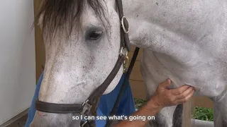 Release tension in the horse's pectoral muscles