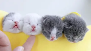 Kittens sleeping with their mouths open.