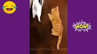 Приколы с котами  Выпуск №1