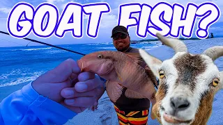 Goat Fish? | Adventure Crew Meet up | Fishing in Hawaii | Hawaii Fishing | Whipping Fishing