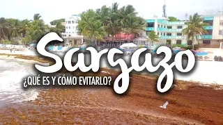 Sargassum, what is it and how to avoid it on your holidays