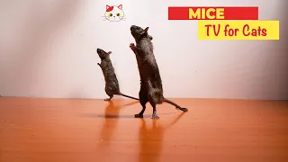 Mice for Cats to Watch 3 HOURS 🐀 REAL MICE FOR CATS TO BINGE WATCH (10 HOURS)