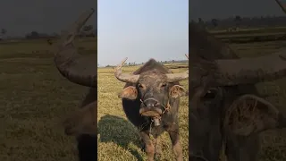 New Buffalo videos, Buffalo in Rural,Buffalo funny video | Beautiful buffalo new funny video #shorts