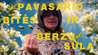 BIČIŲ LIZDŲ SIAURINIMAS (pavasaris)