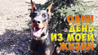 Один день из жизни добермана Дейка. / One day in the life of a Doberman