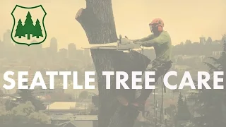 Seattle Tree Removal