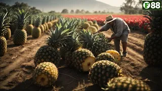Agricultural Technology | INCREDIBLE SECRET #2: How American Farmers Harvest Millions Of Pineapples