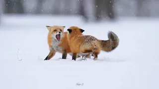 Red Fox