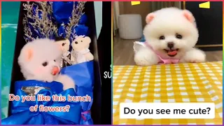 😍 Mini Pomeranian - Funny and Cute Pomeranian Videos #45 - Cute Puppies | Tik Tok chó phốc sóc