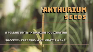 Anthurium Seeds - A Follow Up to Pollination