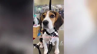 Cute Beagle Puppies TikTok Video Compilation