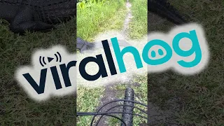 Cyclist Has a Close Encounter with Alligators || ViralHog