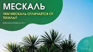 Мескаль. Гусеница в бутылке. С чем его пить и отличия от текилы. #11