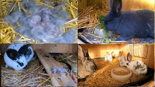 8 Kaninchenbabys Tod im Nest und blaue Wiener Kaninchenmutti bekommt Babys