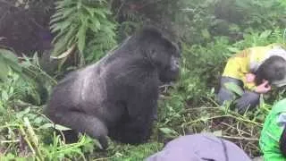 Tense encounter with a Silverback Mountain Gorilla in Rwanda