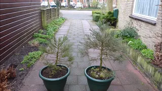 The first 12,5 years of two giant sequoias