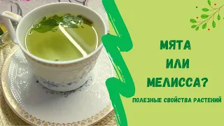 🌾Чём отличается мята от мелиссы, полезный свойства растений