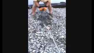 Alligator Wrestling