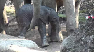 Elefantenbaby "TUFFI" 1 Tag alt, im Wuppertaler Zoo