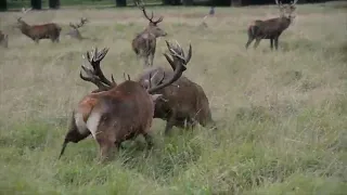 moose fight to death