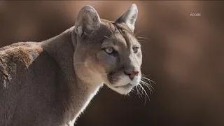 8-year-old attacked by cougar