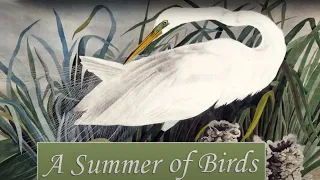 A Summer of Birds | 2009