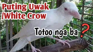 #WhiteCrow #PutingUwak     Puting Uwak/White Crow Alaga ng isang Residente sa Davao😱