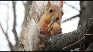 Аккуратная белка вскрывает грецкий орех / A neat squirrel opens a walnut