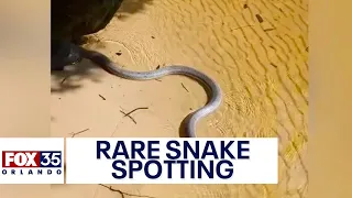 'Beautiful' rainbow snake spotted in Florida