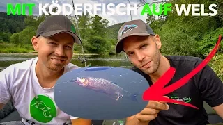 SO montiert man KÖDERFISCHE beim WELSANGELN | Tutorial mit Carsten Zeck