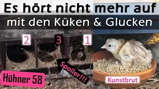 ♾️🥚🐣🐤 Wir können uns vor #Küken kaum retten! #Kunstbrut & 2x neue #Naturbrut mit #Glucke #Hühner 58