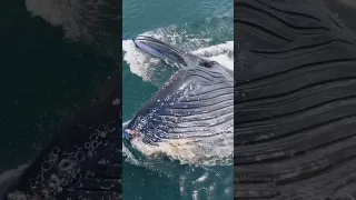 Talk about a massive gulp! #humpbackwhale #nature #ocean