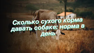 Сколько сухого корма давать собаке: норма в день