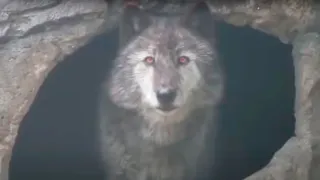 10 Wolves You Won’t BELIEVE Actually Exist!