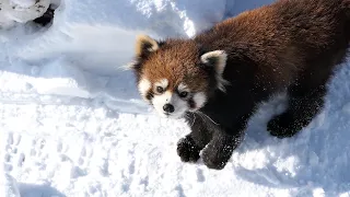 Feb, 2023. Red Panda Sayuri Part1 at Maruyama Zoo