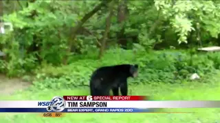 THE BEAR FACTS: Will black bears move south to Indiana?