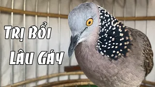 Chim cu gáy/Tiếng cu gáy mồi ĐỦ BÀI GỌI THÚC GÙ Giọng HẠP BỔI kích bổi nhanh nổi/cu đất gáy hay 5dt